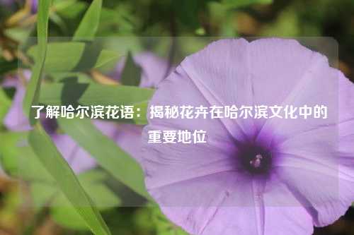  了解哈尔滨花语：揭秘花卉在哈尔滨文化中的重要地位